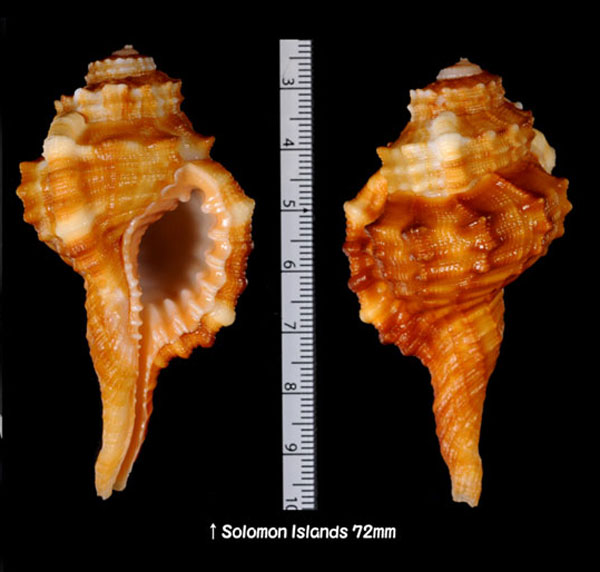 ニクイロフジツ Cymatium sarcostoma small