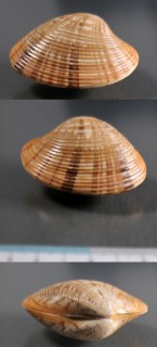 フジイロハマグリ Callista erycina small
