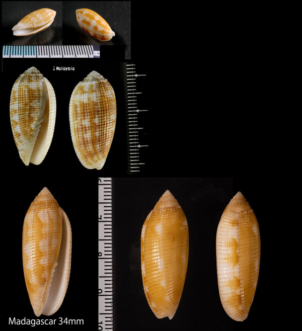 チリメンイモフデ Pterygia crenulata small