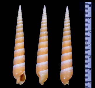 シロイボニクタケ Dimidacus quoygaimardi small