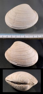 エンマノアサリ Humilaria kennerleyi small