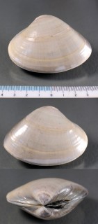 チョウセンハマグリ Meretrix lamarckii small