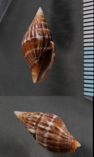 シギイロフデ Vexillum dautzenbergi small