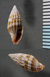 ハマオトメフデ Pusia daedala small