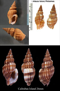 アカトクサバイ Phos roseatus small