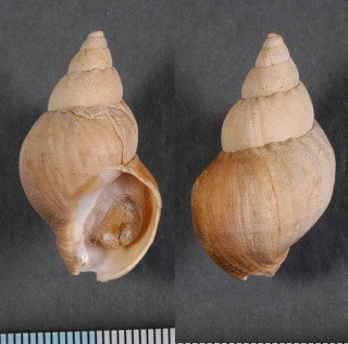 ウリザネバイ 瓜実? Buccinum chishimanum nux small
