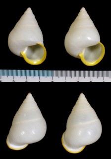 キグチパプア Papuina xanthochila small