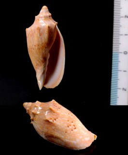 フタオビゴマフコオロギ Cymbiola pulchra small