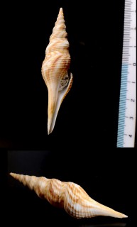 ハシナガイグチ Nihonia mirabilis small