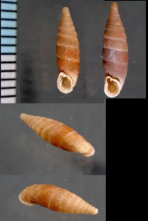 テサロニカギセル Bulgarica thessalonica small