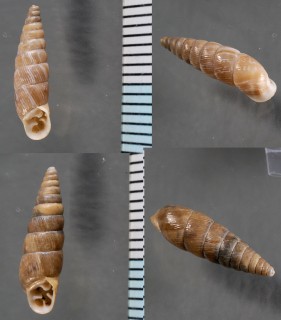アマイロマダラクチトジギセル (仮称) Spixia maculosa small
