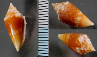 マイヒメイモモドキ Conus polongimarumai small