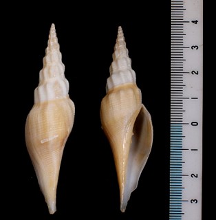 マダガスカルツノキフデ Benthovoluta prellei small