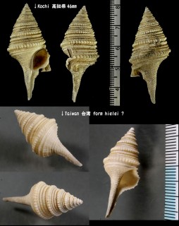 シモトクダマキ Pinguigemmula luzonica small