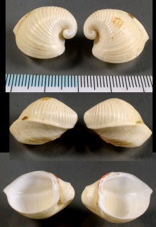 マルセキトリコウボネ Meiocardia globosa small