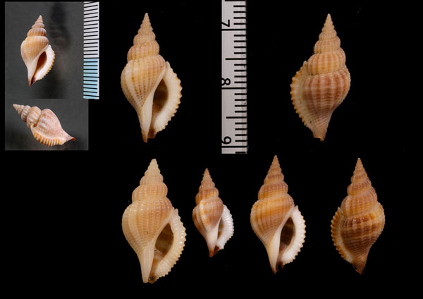トゲカゴメソデ Varicospira crispata small