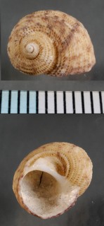 ヘソアキアシヤエビス 臍開芦屋戎 Hybochelus cancellatus orientalis small