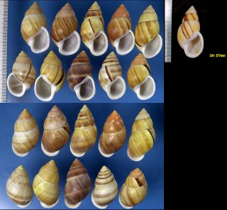 シマイリヒーリアヌスマレーマイマイ (仮称) Amphidromus heerianus poecilous small