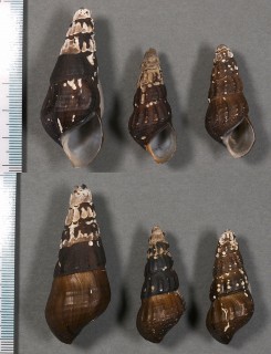 コスチューラカワニナ (仮称) Brotia costula small