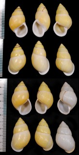 ナルシスマレーマイマイ (仮称) Amphidromus winteri small