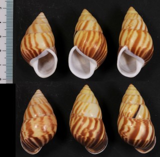 ミドリシママレーマイマイ Amphidromus perversus strigosus small