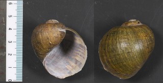 ハシゴリンゴガイの仲間 Asolene megastoma small