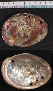 カムチャッカアワビ Haliotis kamtschatkana small