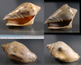 ツボナリコオロギボラ Cymbiola flavicans small