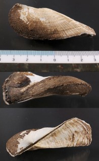 タマズサガイ Trisidos tortuosa small