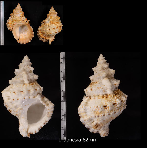 シロナルトボラ Tutufa bubo small