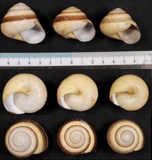 メダママイマイの一型? Asperitas trochus var. small