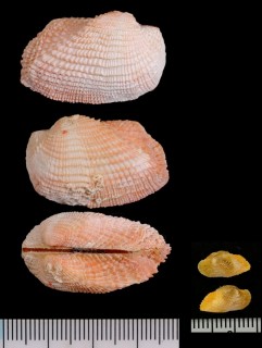 イトココシロガイ Acar congenita small