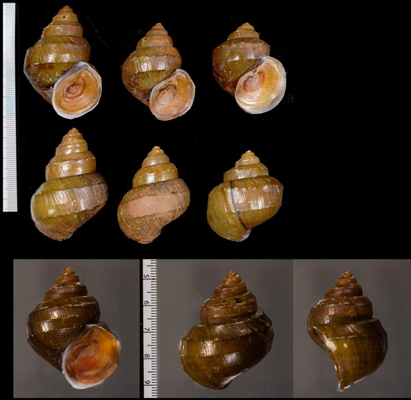 テンチコブタニシ (仮称) Margarya melanioides dianchiensis small