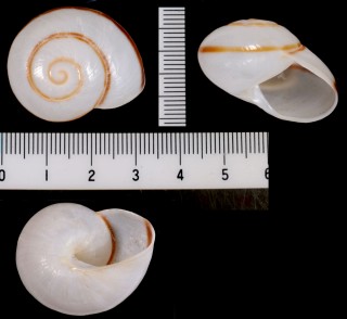 ヒトスジウスギヌマイマイ Chloraea puella small