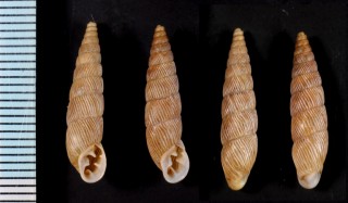 アコンジガスタクチトジギセル (仮称) Spixia aconjigastanus small