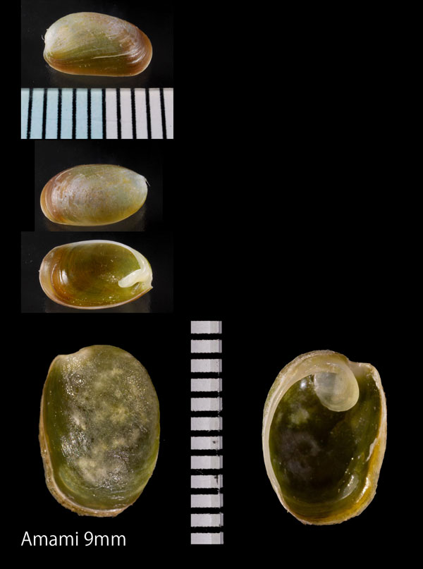 ミドリガイ Smaragdinella calyculata small