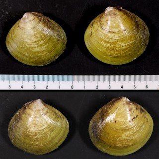 ヤエヤマヒルギシジミ Geloina yaeyamensis small