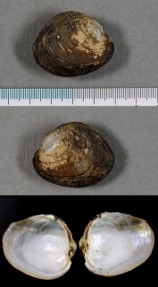 ネグロヌマガイ (仮称) Monocondylaea corrientensis small