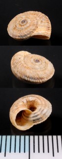 ガルゴッタオカウズマキ (仮称) Xerotropis gargottae small