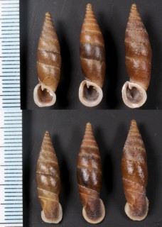 サンマルコスペルーギセル (仮称) Cyclonenia sanmarcos small