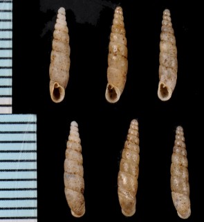 エゾヒメギセル Vitriphaedusa micropeas hokkaidoensis small