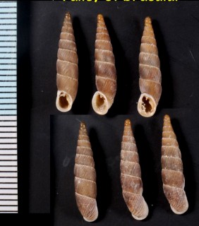 アクマノタニギセル (仮称) Alopia plumbea rossmaessleri small