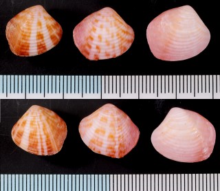 ハナヤカモシオ Talabrica picta small