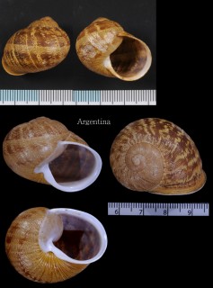 ヒメリンゴマイマイ (プチグリ) Helix aspersa small