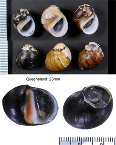 ムラクモカノコ Neritina variegata small