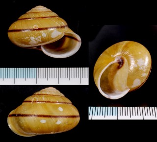 オキノシマコベソマイマイ Satsuma myomphala okinoshimana small