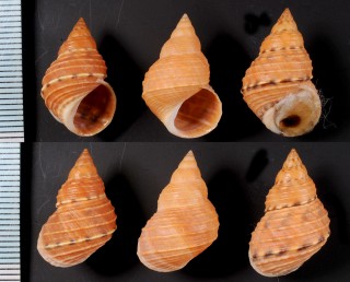 フィリプウズラタマキビ Littoraria philippiana small