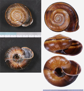 オオヒュウガマイマイ 大日向蝸牛 Euhadra herklotsi hyugana small