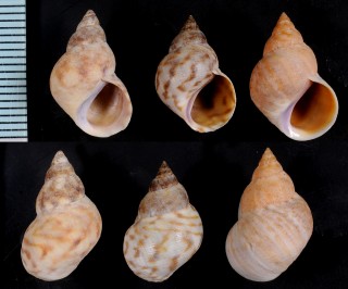 ホソスジウズラタマキビ Littoraria undulata small