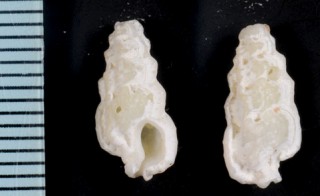 アラボリモロハボラ Aspella lamellosa small